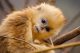 Born in China Still - Golden Snub-nosed Monkey