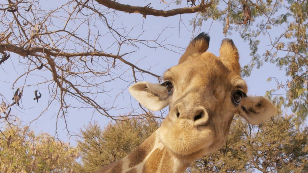 Giraffes, Africa's Gentle Giants