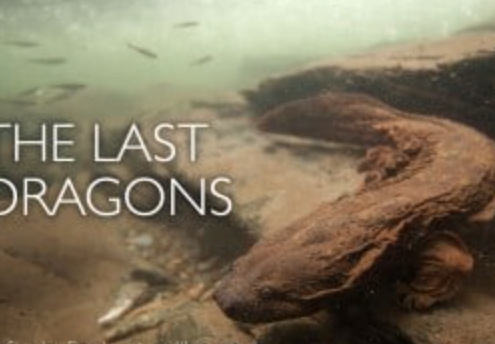 The Last Dragons: Protecting Appalachia’s Hellbenders