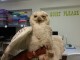 Snowy Owl Goes to Washington