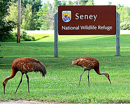 All Over the Map: I Dream of Seney