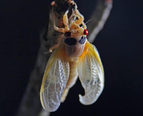 Return of the Cicadas
