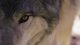 Canis Lupis Colorado Still - Wolf Eye by Eric Bendick & Thomas Winston