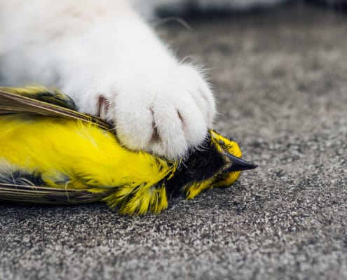 Hooded-Warbler-dead_forestpath_SS