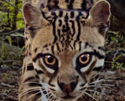 American Ocelot