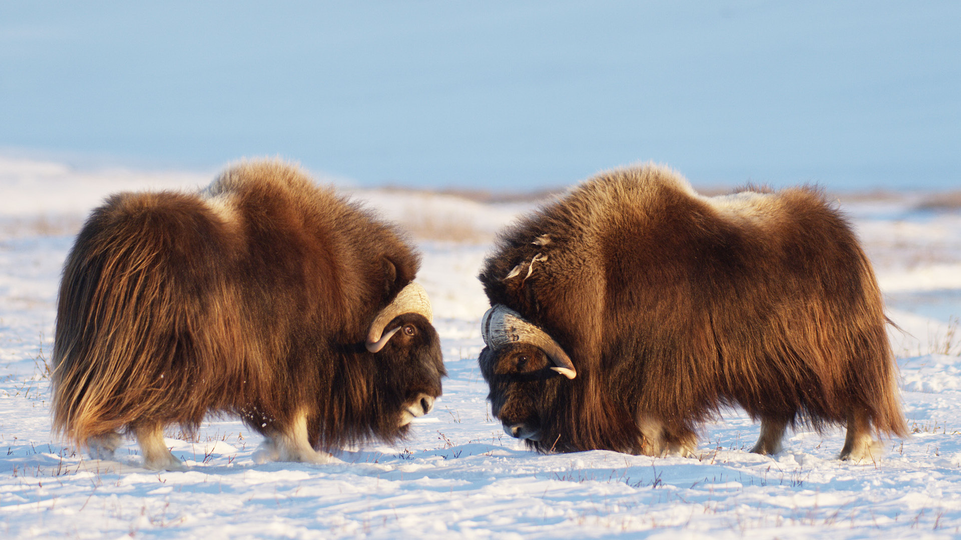 The Arctic: Our Last Great Wilderness - American Conservation Film ...