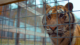 Big Cat Tiger Conservation