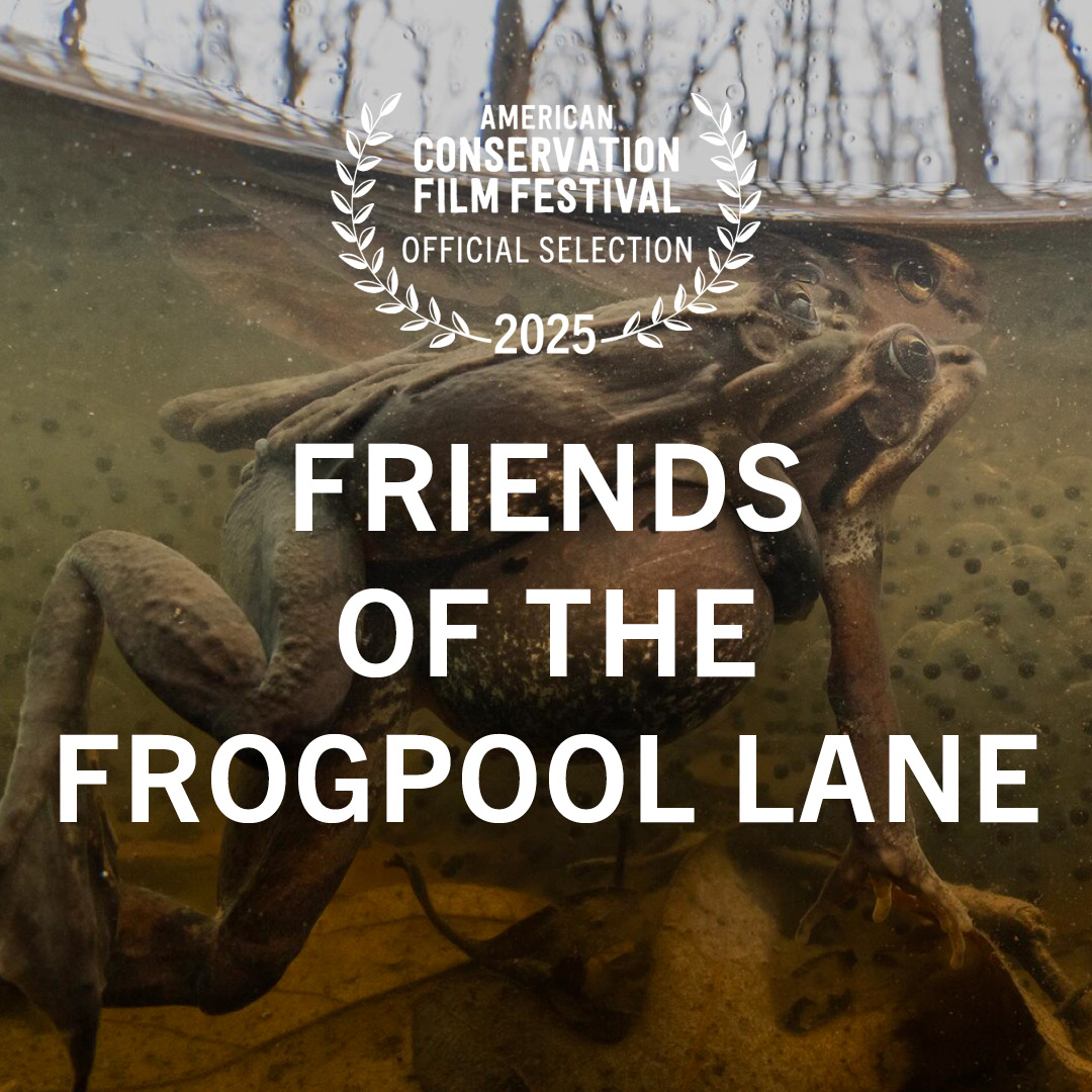 Friends of the Frogpool Lane