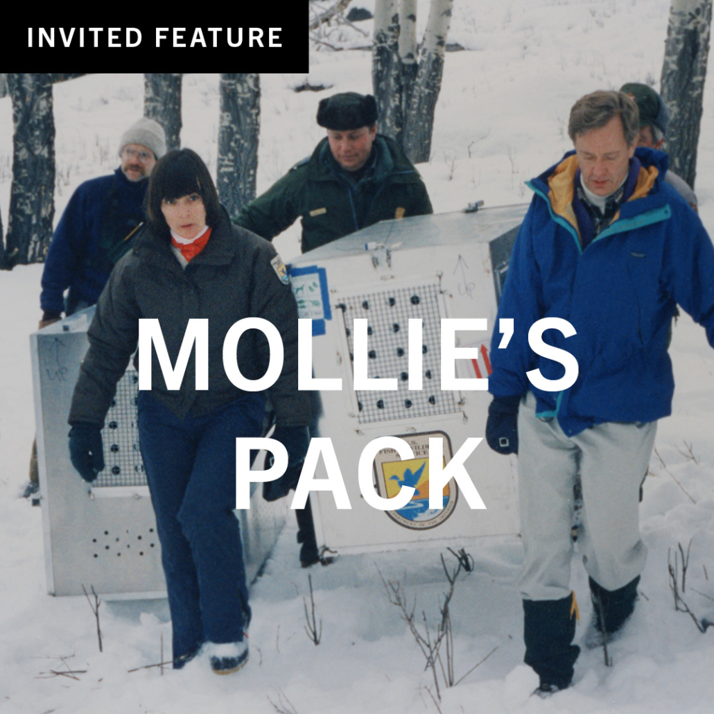 Mollie's Pack