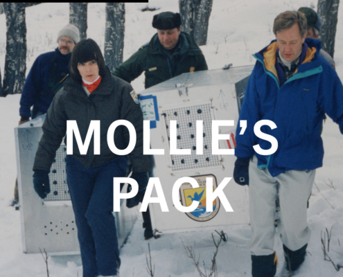 Mollie's Pack