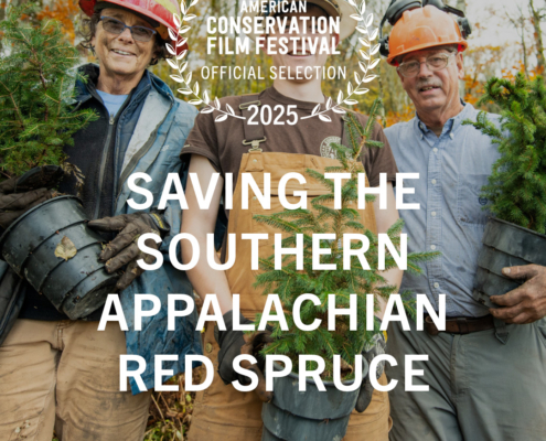 Saving the Southern Appalachian Red Spruce