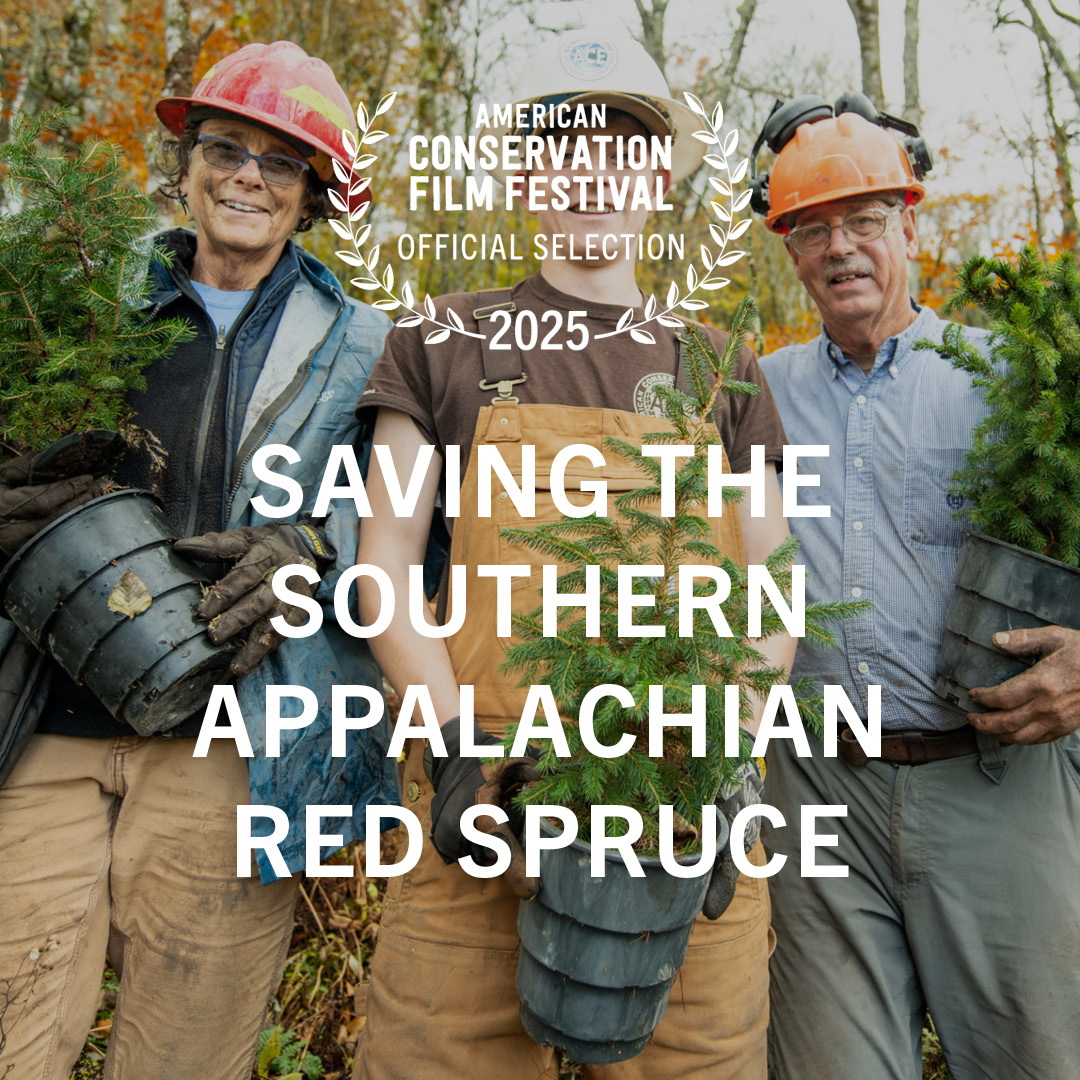 Saving the Southern Appalachian Red Spruce