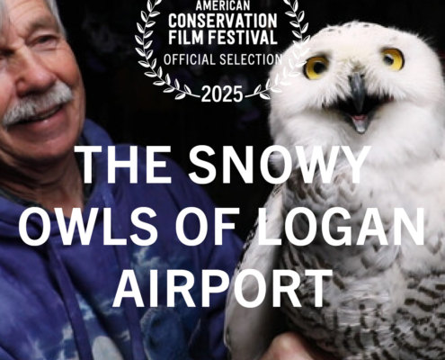 The Snowy Owls of Logan Airport