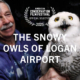 The Snowy Owls of Logan Airport