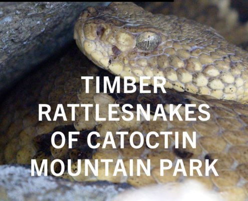 Timber Rattlesnakes of Catoctin Mountain Park