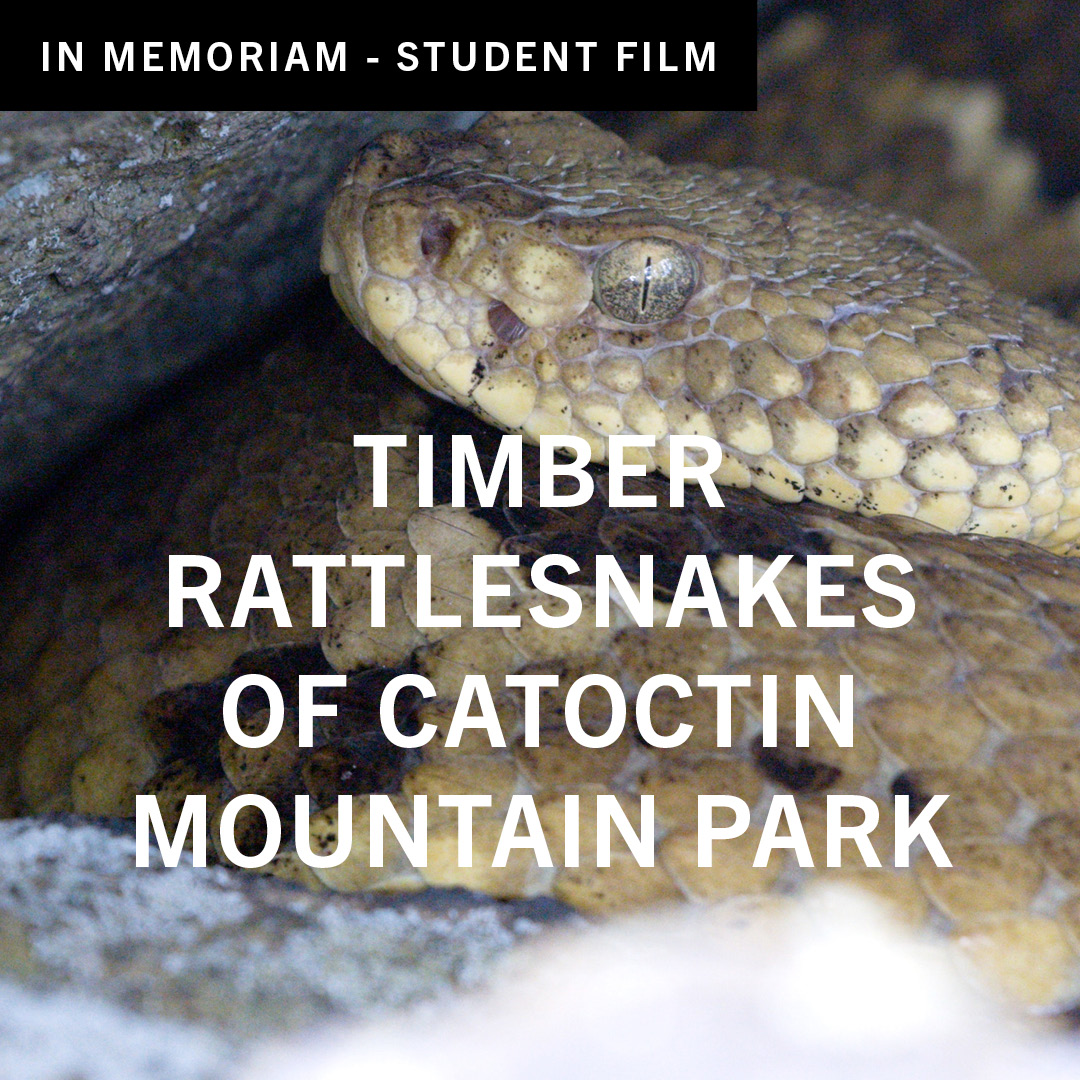 Timber Rattlesnakes of Catoctin Mountain Park