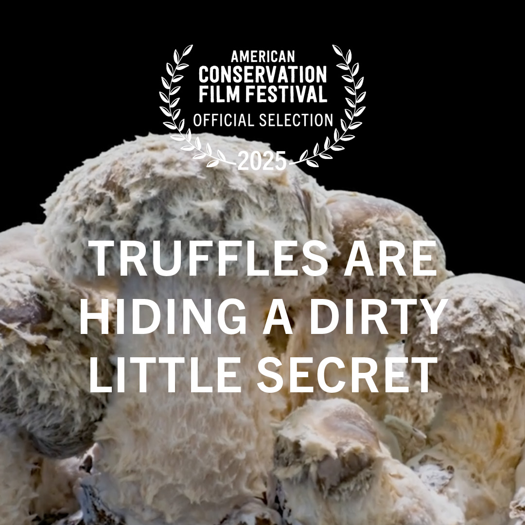 Truffles Are Hiding a Dirty Little Secret