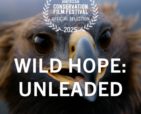 Wild Hope - Unleaded