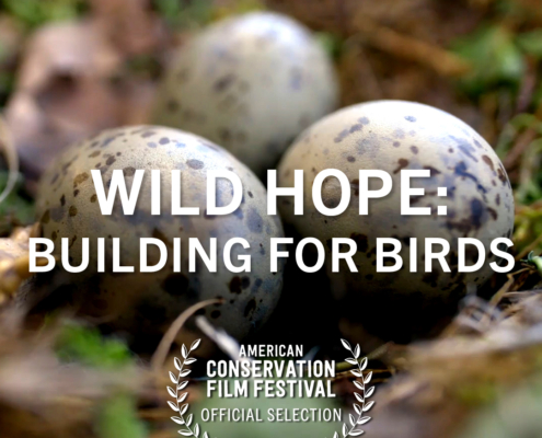 Wild Hope: Building for Birds